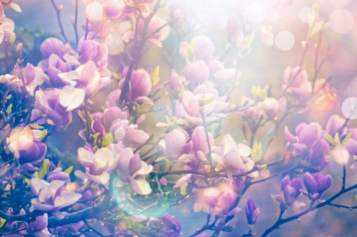 The Ayurvedic approach to cleansing: mind, body and spirit