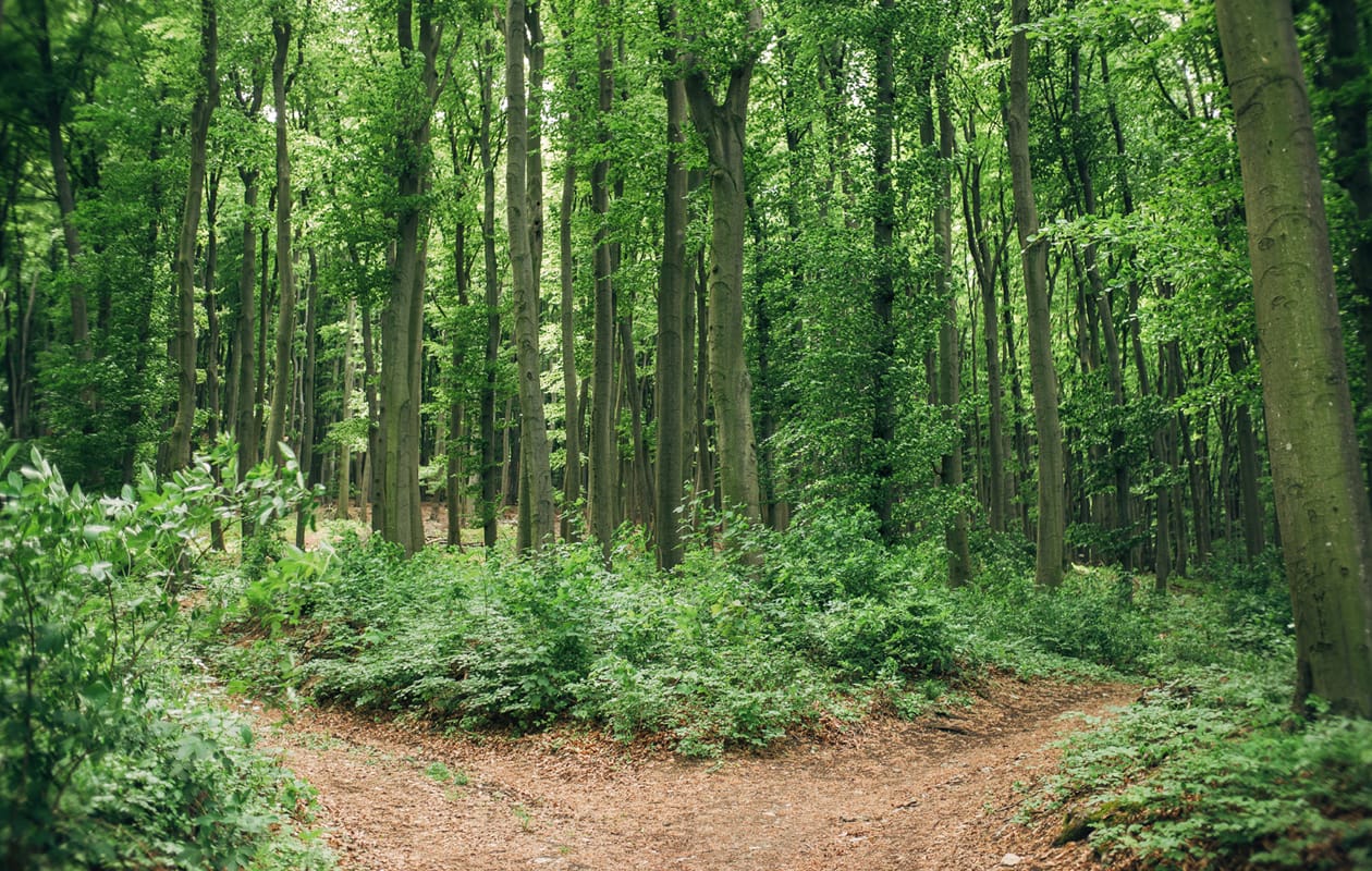 The Difference Between Our Coach and Counselor Certifications