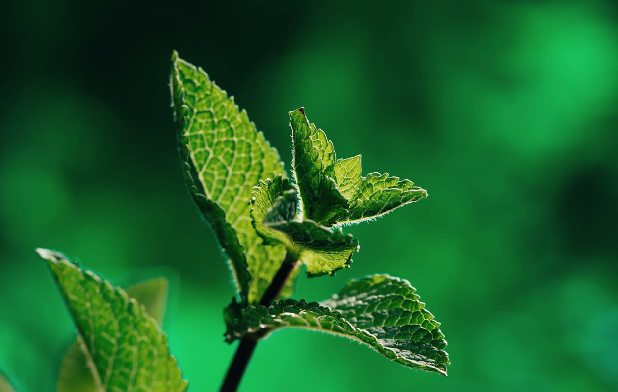 Vedic formulation study: 25% of an Ayurvedic practitioner’s skill set