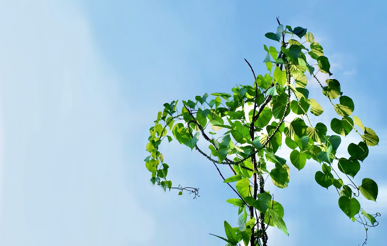 Amrutharishtam: Ayurveda’s herbal formulation from heaven