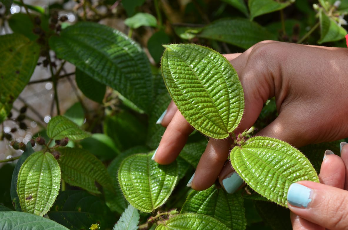 Experiences to cherish: visiting the heart of Ayurveda and Yoga