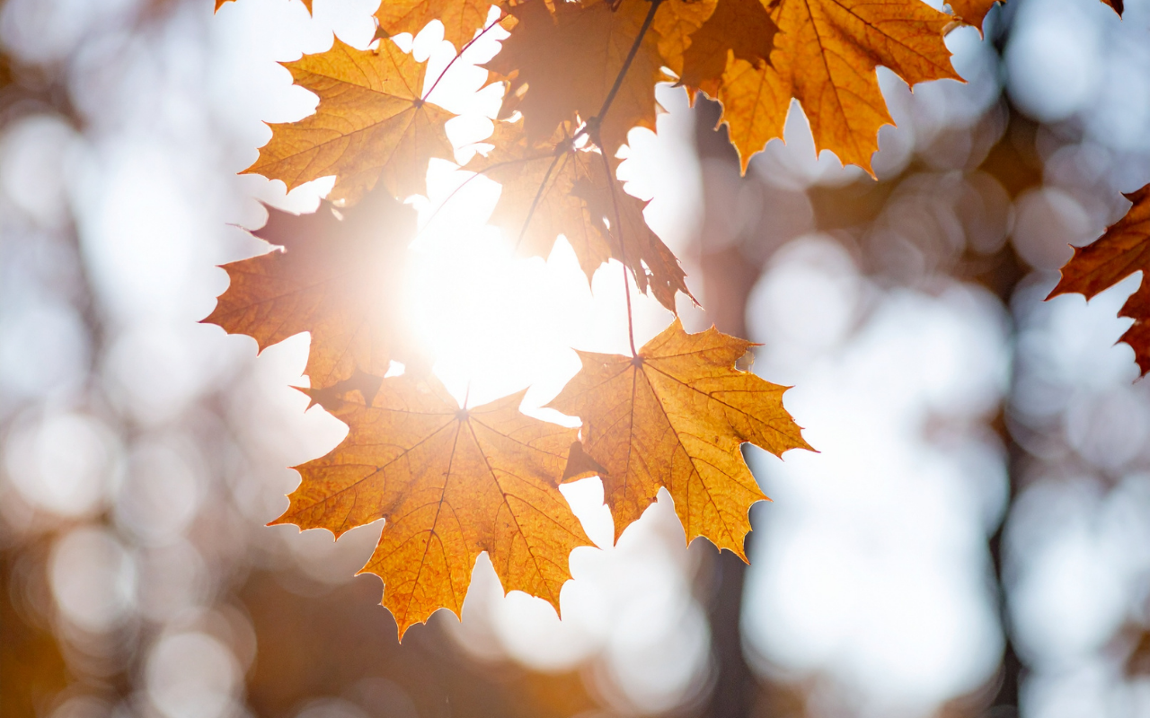 Reset Your Metabolism for Autumn
