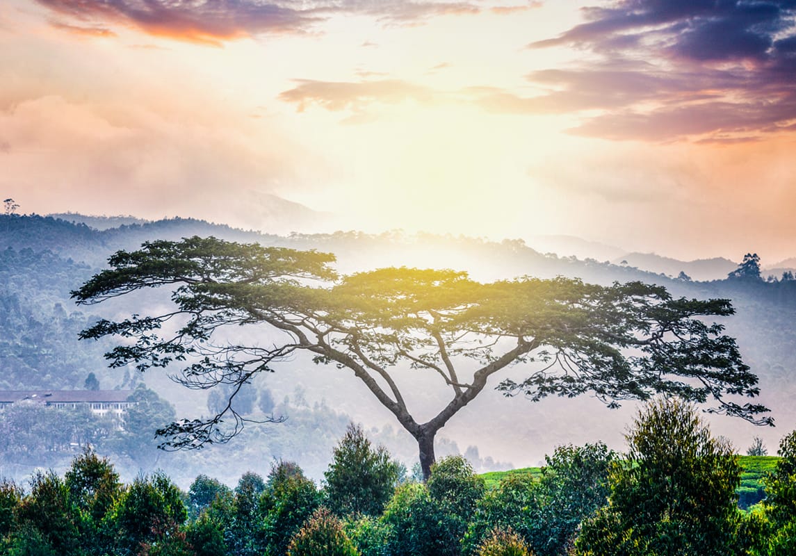 Sanskrit’s history and relevance to the modern Ayurvedic practitioner