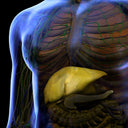 Liver Disorders, Swellings & Herpes