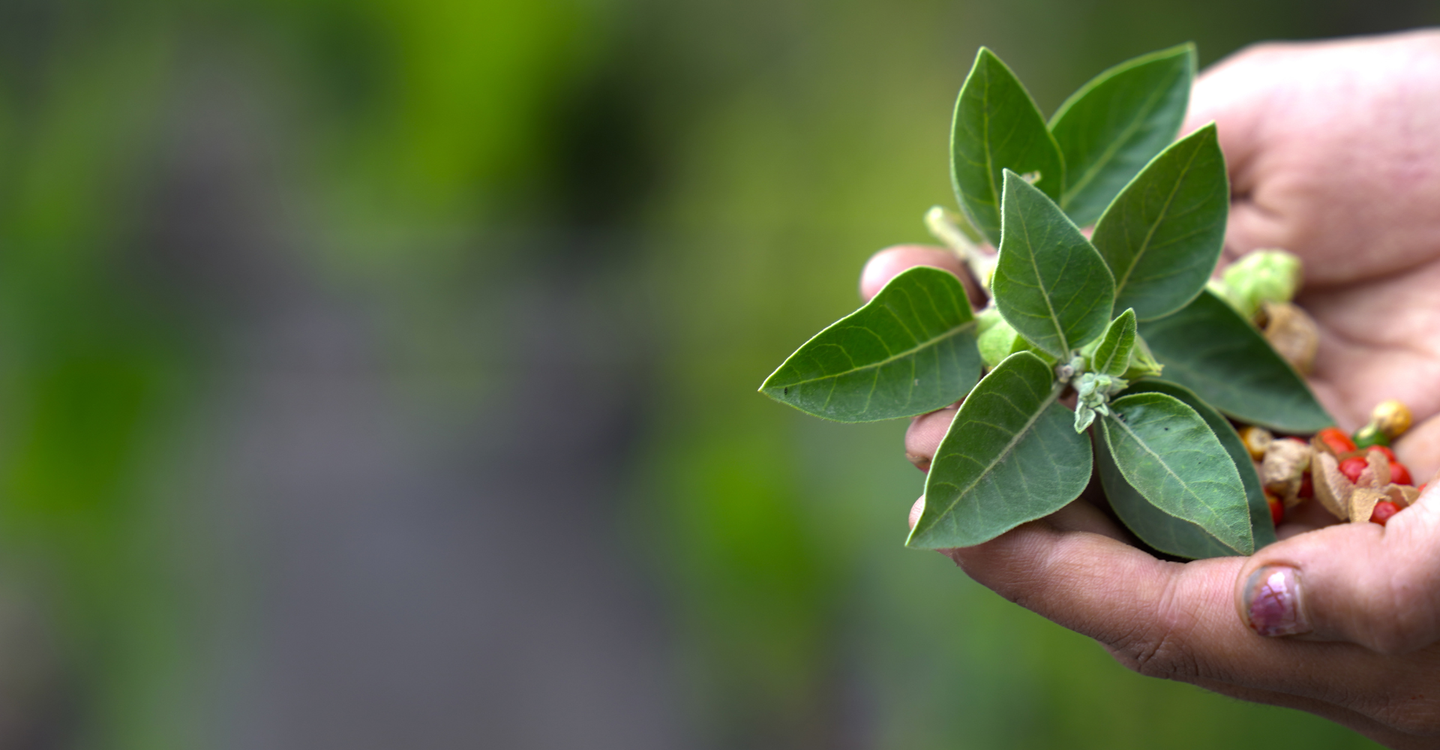 main collection banner