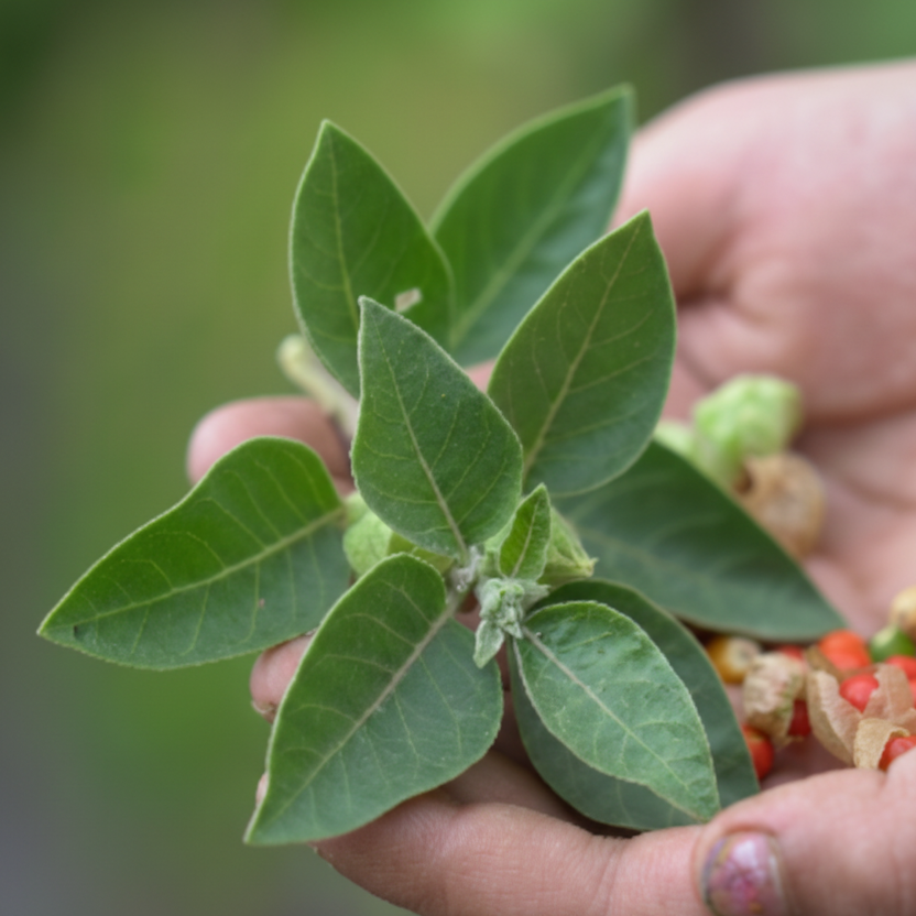 Level II Ayurvedic Practitioner (AP) kerala-ayurveda-academy