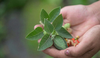 Level II Ayurvedic Practitioner (AP)